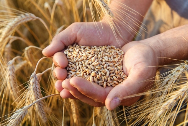 В області вже зібрано більше 900 тисяч тонн зернових та зернобобових культур