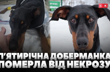 Собака померла від некрозу: власники тварини звинувачують ветклініку (ВІДЕО)