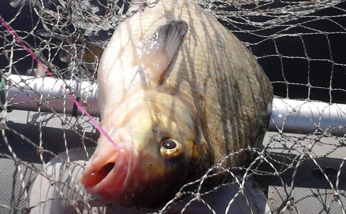 Інспектори Житомирського рибоохоронного патруля звільнили з сіток понад 200 екземплярів риби