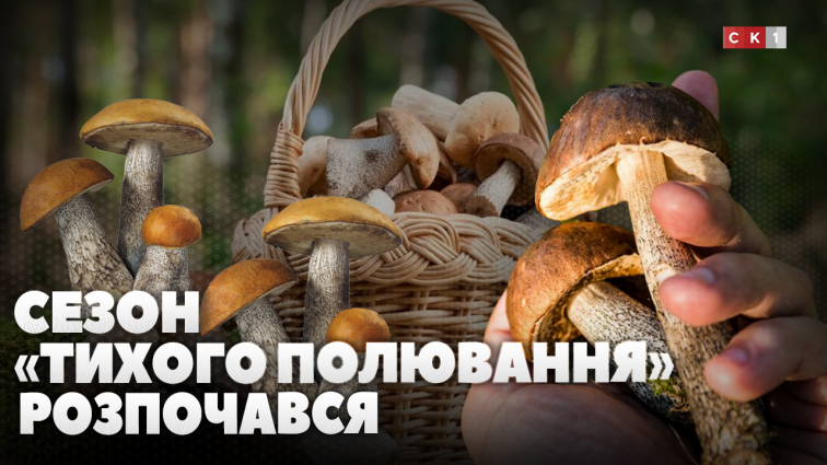 «Тихе полювання» розпочалось: які гриби збирати та що слід памʼятати? (ВІДЕО)