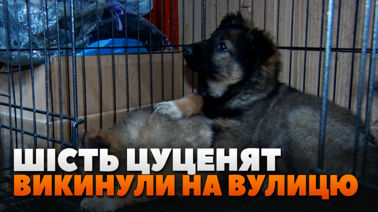 Шість цуценят викинули на вулицю у новорічну ніч: волонтери виходжують тваринок (ВІДЕО)