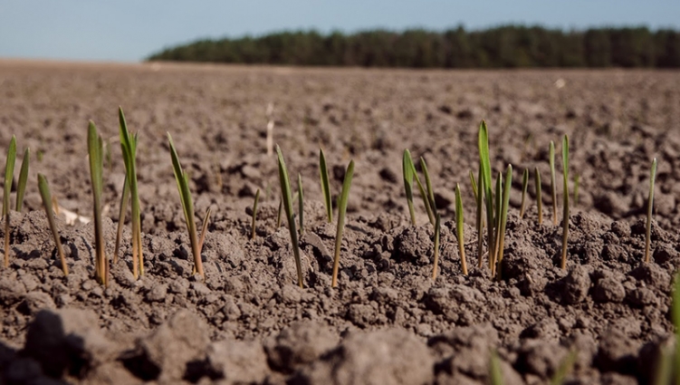 Житомирщина завершує осінню посівну: понад 96% озимих культур уже висіяно