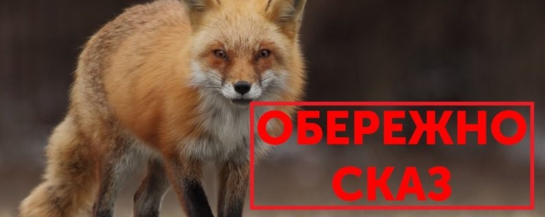 На Житомирщині зареєстровано 64 випадки захворювання тварин на сказ