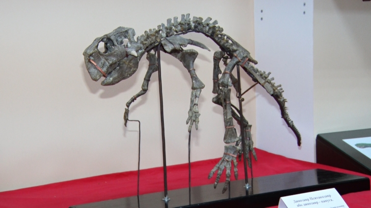 У Житомирському краєзнавчому музеї вперше виставили скелет динозавра (ВІДЕО)