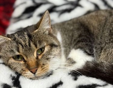 До Житомира евакуювали 10 тварин з прифронтових зон