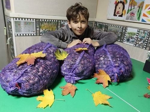 У Житомирі зібрали 17 тонн каштанів, а за виручені кошти придбають детектор раннього виявлення дронів