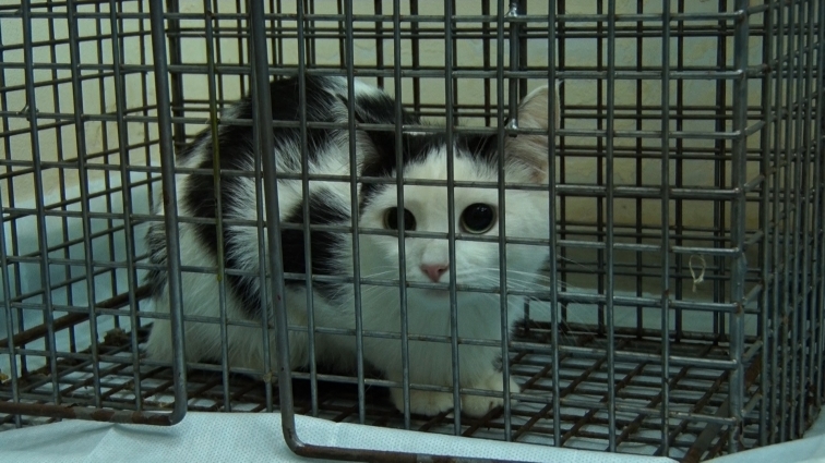 У Житомирі проводять безкоштовну стерилізацію вуличних кішок