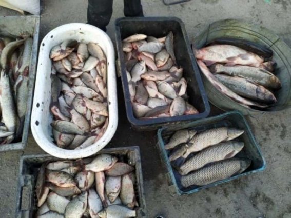 Фахівці держспоживслужби Житомирщини закликають не купувати рибу в місцях несанкціонованого продажу