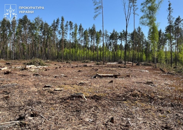 Незаконні порубки лісу на території держпідприємства на майже 13 мільйонів гривень: судитимуть учасників злочинної групи