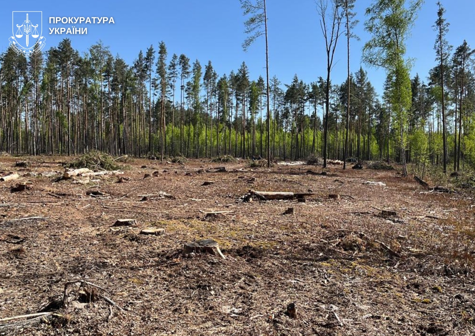 Незаконні порубки лісу на території держпідприємства на майже 13 мільйонів гривень: судитимуть учасників злочинної групи