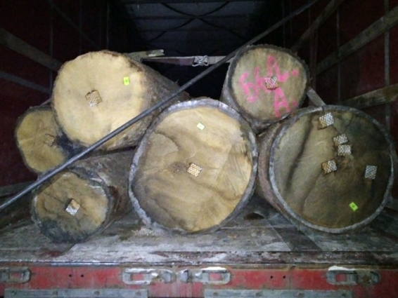 У Житомирському районі поліцейські зафіксували незаконне перевезення лісопродукції