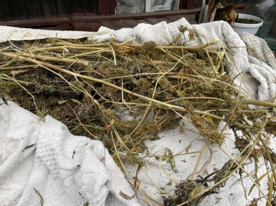 Наркосушка на горищі: у Коростишеві поліцейські вилучили запаси заборонених рослин у чоловіка