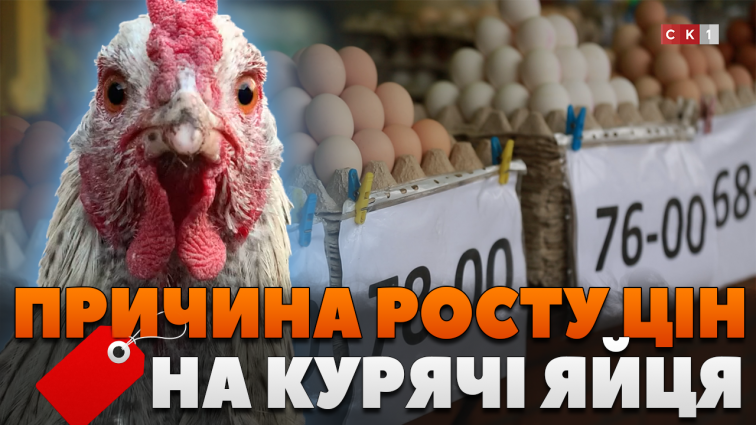 Курячі яйця вже по 65 грн: чи зростатиме ціна найближчим часом?