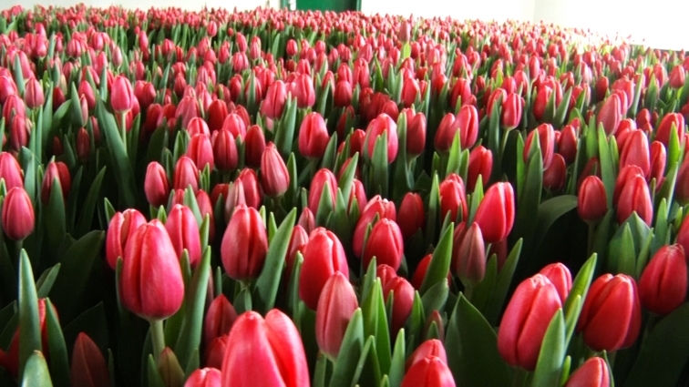 У Вишевицькому ліцеї учні виростили шість з половиною тисяч тюльпанів