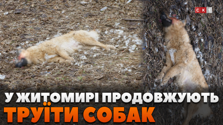 У Житомирі продовжують труїти собак: як розпізнати та надати першу допомогу (ВІДЕО)