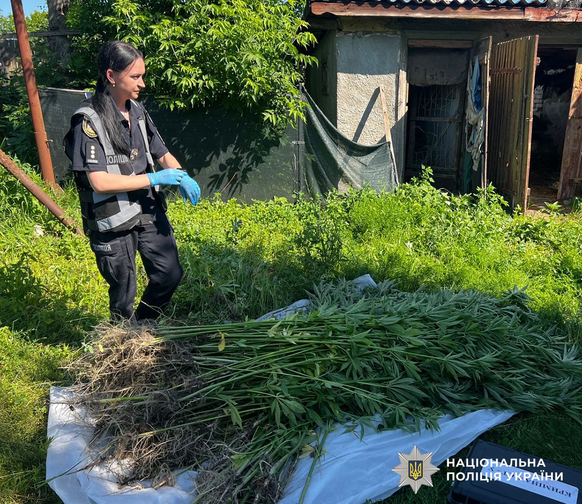 У Житомирському районі на присадибній ділянці місцевого жителя вилучили близько 250 кущів конопель