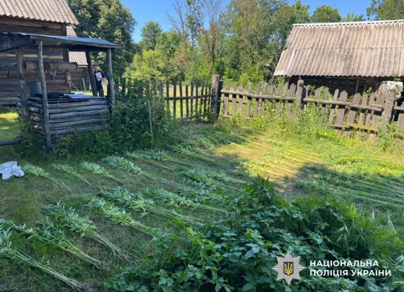 На Коростенщині виявили майже 1,8 тисячі нарковмісних рослин на присадибних ділянках
