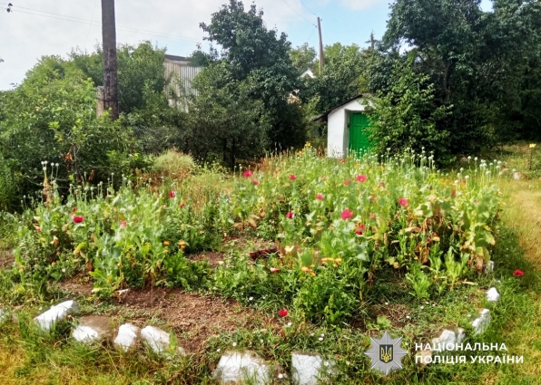 У Бердичівському районі у пенсіонерки вилучили 280 рослин снодійного маку
