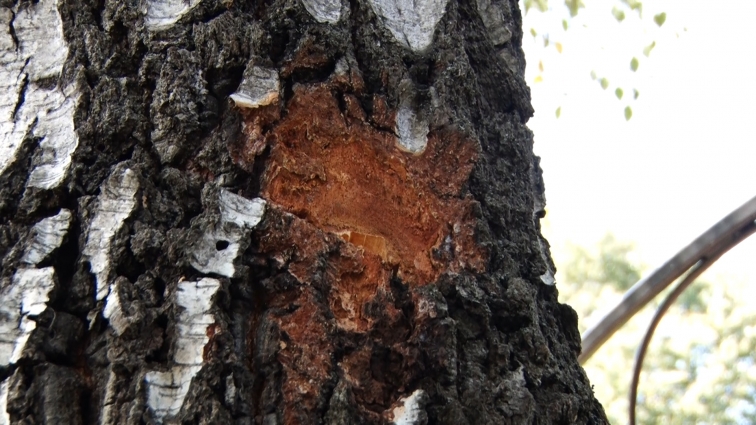 У Житомирі невідомі зробили 5 зарубок на здорових деревах: зловмисників розшукує поліція (ВІДЕО)