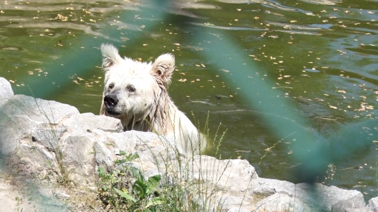 Реабілітаційний центр для ведмедів "Біла Скеля", що в селі Березівка — переїжджає