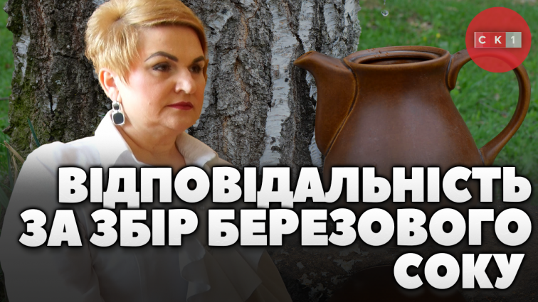 З середини березня в Україні стартував сезон збору березового соку: правила та застереження (ВІДЕО)