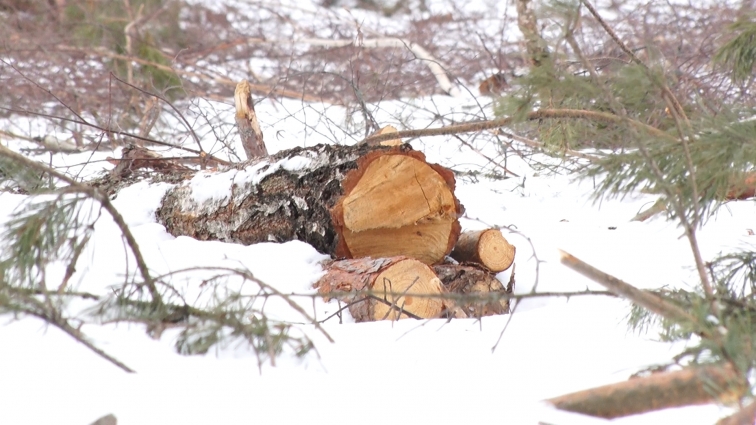 У 4-ох селах на Коростенщині незаконно вирубують дерева