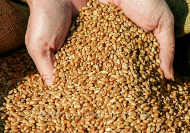 Аграрії Житомирщини зібрали 897 тисяч тонн ранніх зернових та зернобобових культур