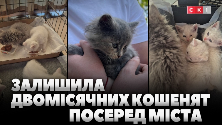 «Покинули помирати»: у Житомирі волонтери врятували кошенят із укриття (ВІДЕО)