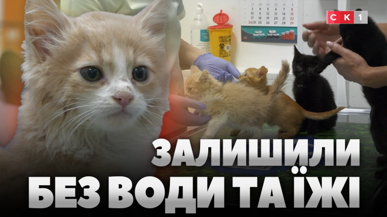 Чотирьох кошенят замкнули без води та їжі: волонтери врятували малюків (ВІДЕО)