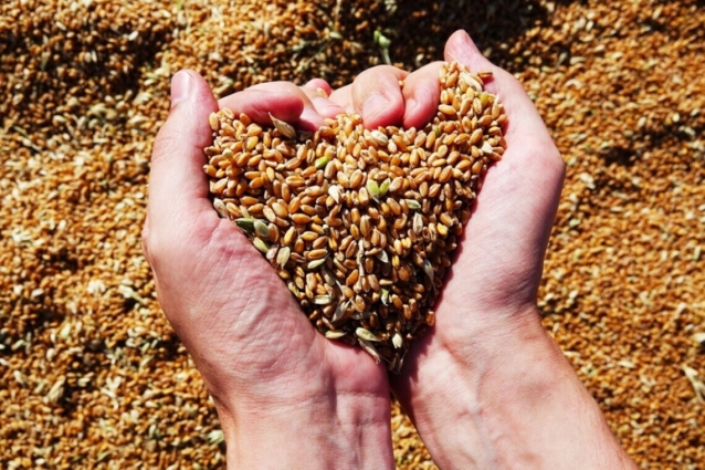 На Житомирщині зібрано близько 50 % ранніх зернових та зернобобових культур