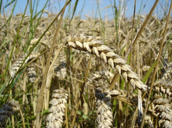 Житомирщина є лідером у вирощуванні зернових та технічних культур
