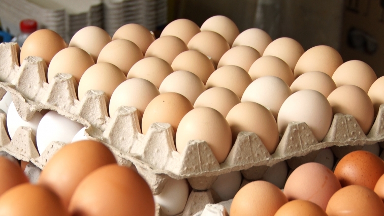 У Житомирі та по всій країні різко зросли ціни на курячі яйця: чому та коли чекати їх зниження (ВІДЕО)