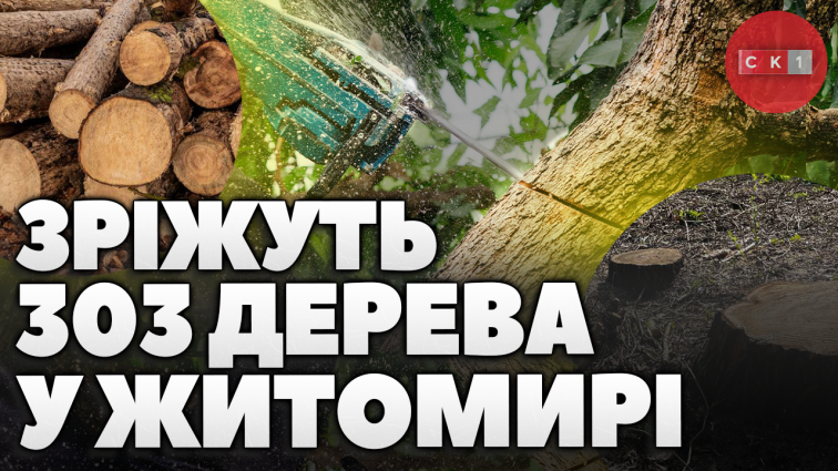 У Житомирі зріжуть 303 дерева: відповідне рішення ухвалили на виконкомі (ВІДЕО)